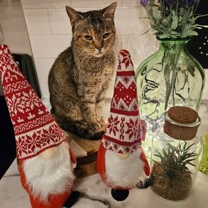 In Rememberance Of Our Sweet KĪA